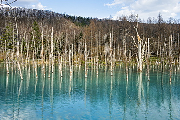 Blue Pond (Aoi Ike), Daisetsuzan National Park, UNESCO World Heritage Site, Hokkaido, Japan, Asia