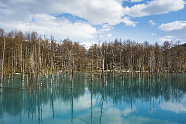 Blue Pond (Aoi Ike), Daisetsuzan National Park, UNESCO World Heritage Site, Hokkaido, Japan, Asia