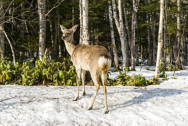 Japanese spotted deer (Cervus nippon yesoensis), Daisetsuzan National Park, UNESCO World Heritage Site, Hokkaido, Japan, Asia