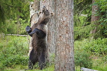 Brown Bear (Ursus Arctos), Finland, Scandinavia, Europe