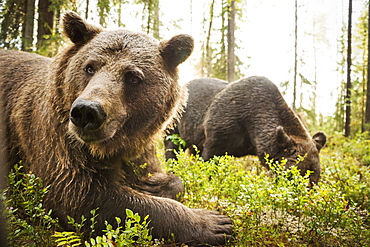 Brown Bear (Ursus Arctos), Finland, Scandinavia, Europe