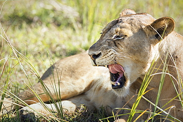 African Lion (Panthera Leo), Zambia, Africa