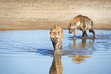 Spotted Hyena (Crocuta Crocuta), Zambia, Africa