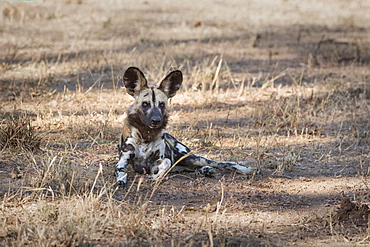 African Wild Dog (Painted Dog) (African Hunting Dog) (Lycaon Pictus), Zambia, Africa