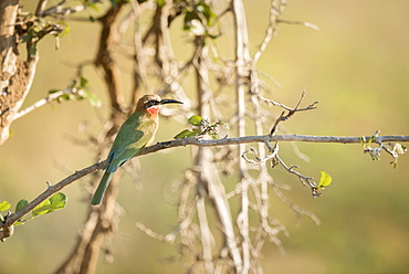 White Fronted Bee Eater (Merops Bullockoides), Zambia, Africa