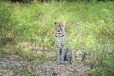 Leopard (Panthera Pardus), Zambia, Africa