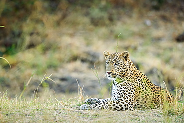 Leopard (Panthera Pardus), Zambia, Africa