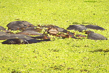 Hippopotamus (Hippopotamus Amphibious), Zambia, Africa