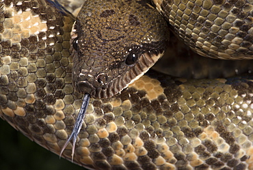 Madagascan Tree Boa (Sanzinia Madagascariensis), captive, Madagascar, Africa