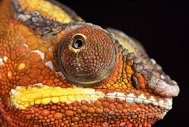 Panther Chameleon (Furcifer Pardalis), captive, Madagascar, Africa