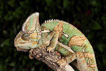 Yemen Chameleon (Chameleon Calyptratus), captive, Yemen, Middle East