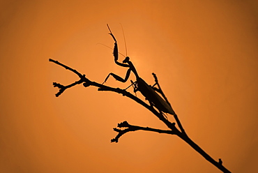 King Mantis (Hierodula Majuscula), captive, Australia, Pacific