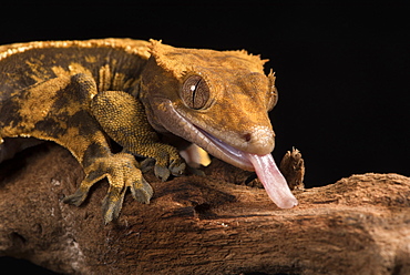 Crested Gecko (Correlophus Ciliates), captive, New Caledonia, Pacific