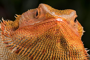 Bearded Dragon (Pogona Vitticeps), captive, Australia, Pacific