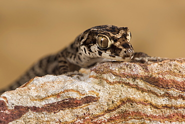 Viper Gecko (Teratolepis fasciata), captive, Pakistan, Asia