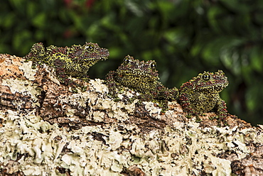 Vietnamese Mossy Frog (Theloderma Corticale), captive, Vietnam, Indochina, Southeast Asia, Asia