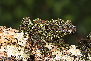 Vietnamese Mossy Frog (Theloderma Corticale), captive, Vietnam, Indochina, Southeast Asia, Asia