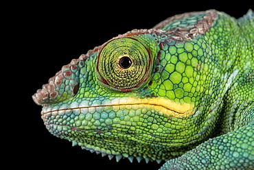 Panther Chameleon (Furcifer Pardalis), captive, Madagascar, Africa