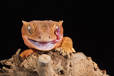 Crested Gecko (Correlophus Ciliates) in captivity, New Caledonia, Pacific