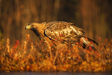 Golden eagle (Aquila chrysaetos), Sweden, Scandinavia, Europe