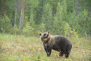 Brown bear (Ursus arctos), Finland, Scandinavia, Europe