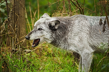 Grey wolf (Lupus canis), captive, United Kingdom, Europe