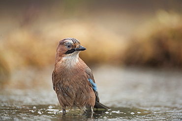 Jay (Garrulus glandarius), Sweden, Scandinavia, Europe