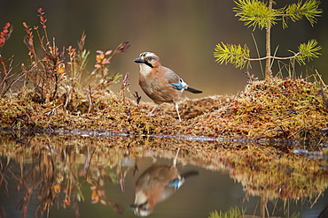 Jay (Garrulus glandarius), Sweden, Scandinavia, Europe