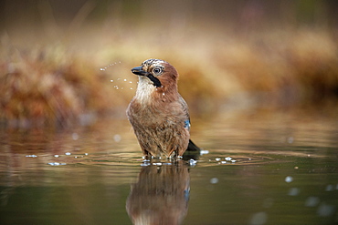 Jay (Garrulus glandarius) bathing, Sweden, Scandinavia, Europe