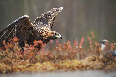 Golden eagle (Aquila chrysaetos), Sweden, Scandinavia, Europe