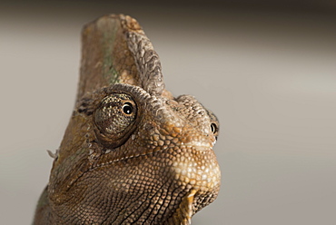 Veiled chameleon (Yemen chameleon) (Chamaeleo Calyptratus), captive, United Kingdom, Europe