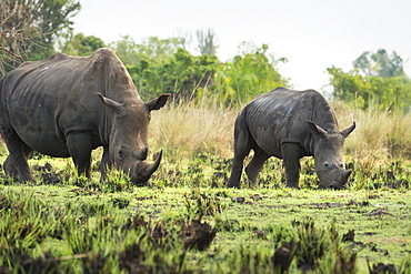 White Rhinoceros (Ceratotherium simum), Uganda, Africa