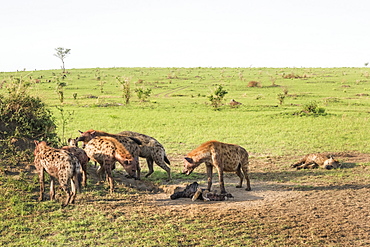 Spotted Hyena (Crocuta crocuta), Ishasha, Uganda, Africa