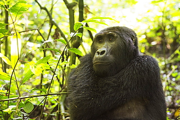 Mountain Gorilla (Beringei beringei), Bwindi Impenetrable Forest, UNESCO World Heritage Site, Uganda, Africa