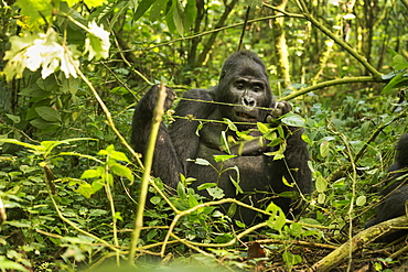 Mountain Gorilla (Beringei beringei), Bwindi Impenetrable Forest, UNESCO World Heritage Site, Uganda, Africa