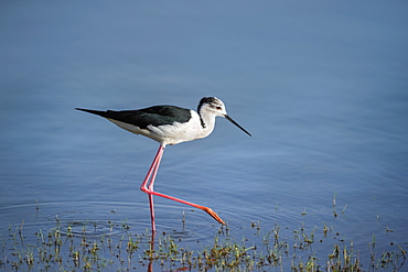 Black winged stilt (Himantopus himantopus), Ranthambhore, Rajasthan, India, Asia