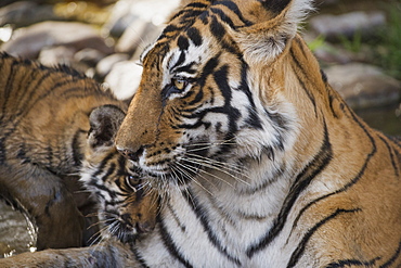 Bengal tiger (Panthera tigris tigris), Ranthambhore, Rajasthan, India, Asia