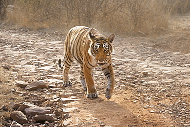 Bengal tiger (Panthera tigris tigris), Ranthambhore, Rajasthan, India, Asia