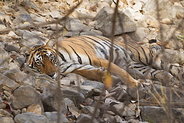 Bengal tiger (Panthera tigris tigris), Ranthambhore, Rajasthan, India, Asia