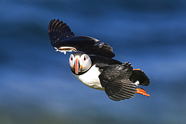 Atlantic Puffin in flight, United Kingdom, Europe