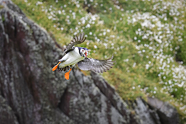 Atlantic Puffin in flight with sand eels in its beak, United Kingdom, Europe