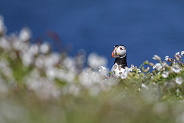 Atlantic Puffin, United Kingdom, Europe