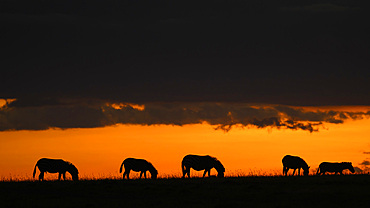 Plains Zebra at dusk (Equus Quagga), Maasai Mara, Mara North, Kenya, East Africa, Africa