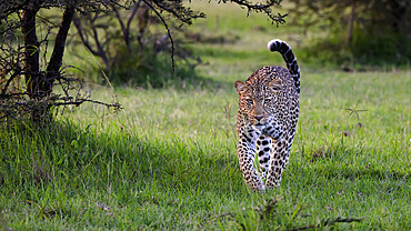 Leopard (Panthera Pardus), Maasai Mara, Mara North, Kenya, East Africa, Africa