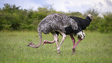 Ostrich (Struthio Camelus), Maasai Mara, Mara North, Kenya, East Africa, Africa