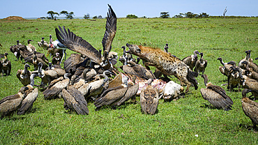 Vultures and Hyena (Hyaenidae) on carcass, Mara North, Kenya, East Africa, Africa