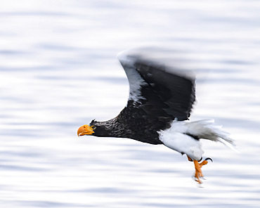 Stellers Sea Eagle (Haliaeetus pelagious), Rausu, Hokkaido, Japan, Asia