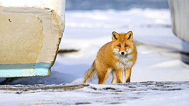 Red Fox, Nutsuke Peninsula, Hokkaido, Japan, Asia