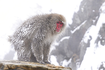 Japanese Macaque (Macaca fuscats), Nagano, Japan, Asia