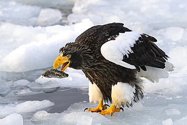 Stellers Sea Eagle (Haliaeetus pelagious), Rausu, Hokkaido, Japan, Asia